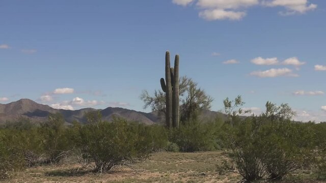 Saguaro Cactus amidst Sonoran Desert in Arizona, in USA - ground level wide shot