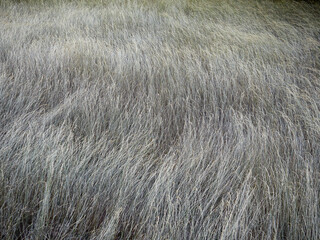 Fondo textura hierba