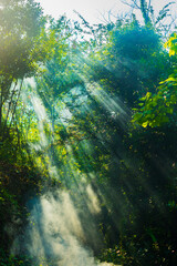 sun rays in the forest