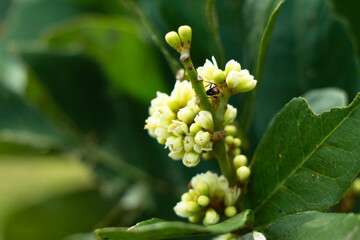 Fototapeta premium Flower of rum berry or ash sheora plant