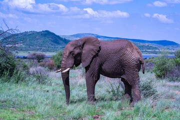 Fototapeta premium african elephant with protective mud in their natural habitat