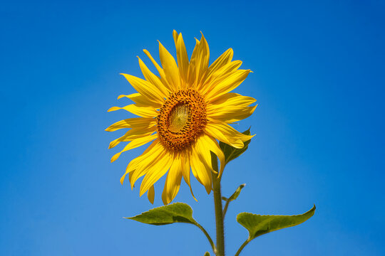 Sunflower under the blue sky.