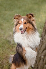 Beautiful Shetland sheepdog (Sheltie) dog outdoor