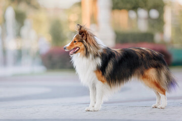 Beautiful Shetland sheepdog (Sheltie) dog outdoor