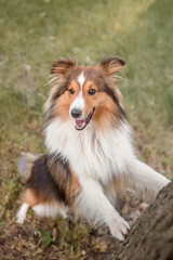 Beautiful Shetland sheepdog (Sheltie) dog outdoor