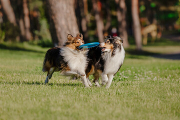 Disc dog.  Shetland sheepdog catching disc