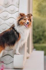 Beautiful Shetland sheepdog (Sheltie) dog outdoor