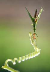 super ant with spiral leaf