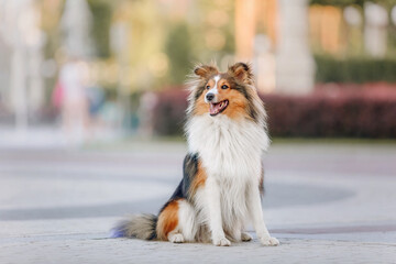 Beautiful Shetland sheepdog (Sheltie) dog outdoor