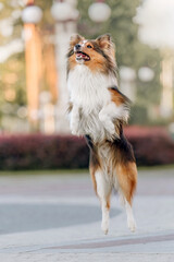 Beautiful Shetland sheepdog (Sheltie) dog outdoor