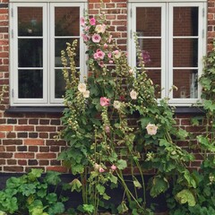 Zwei Fenster von Backsteinhaus mit Stockrosen davor