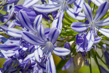 Blue flowering Agapanthus in a garden in Goettingen , Germany