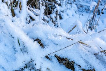 Grass in ice crystals against the background of a snowy field in the morning. Illustration of crystallization processes of supercooled fog in frosty weather