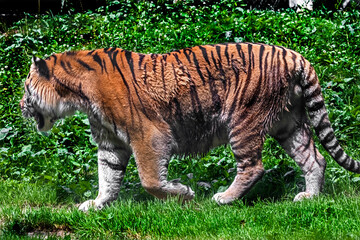 Siberian tiger male walking on the lawn. Latin name - Panthera tigris altaica