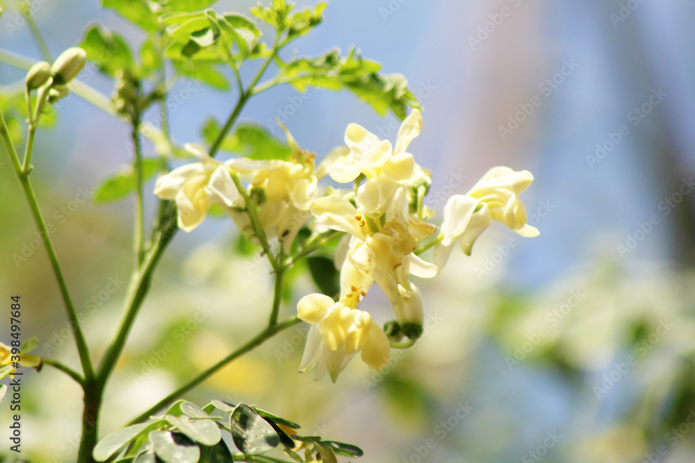 Wall mural Moringa flower on the tree. Moringa oleifera can use for herb.