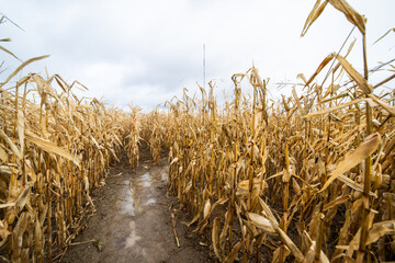 chemin dans un champ de maïs en fin de saison