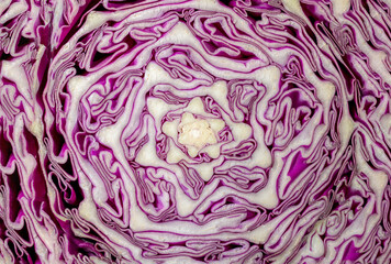 Obraz premium Fresh purple cabbage slide texture background