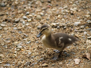 Pequeño pato del río Miño, Ourense.