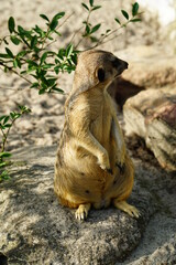 Little meerkat or suricate sitting in funny pose. Zoo life. Funny small animal.