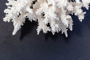 White Sea Coral on a black background