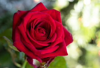 Lovely and fresh big red rose with smooth petals and green leaves