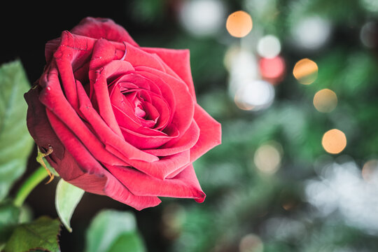 Roes-Flower Bilder – Durchsuchen 209 Archivfotos, Vektorgrafiken und ...
