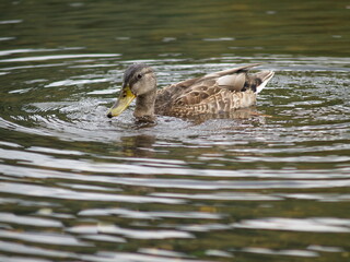 Ánade en el Miño, Ourense.
