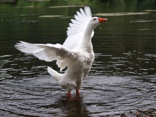 Ave desplegando las alas en el rio Miño. Ourense.