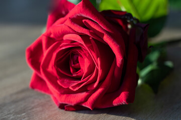 Lovely and fresh big red rose with smooth petals and green leaves