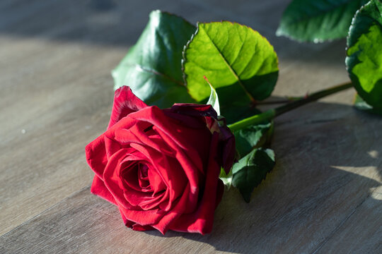 รูปภาพRoes-Flower – เลือกดูภาพถ่ายสต็อก เวกเตอร์ และวิดีโอ241 | Adobe Stock