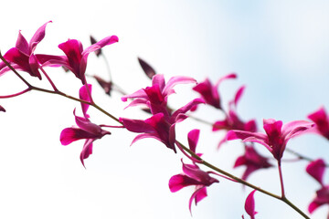 beautiful pink orchid flower with sky background.