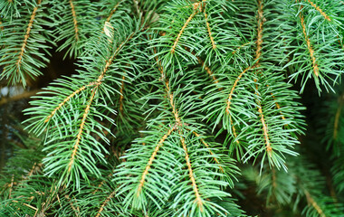 fir tree branch