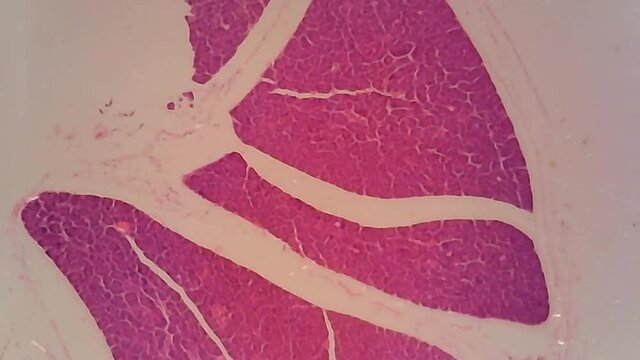 Microscope Dog Pancreas Section x1000