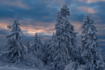 Snowy winter landscape in the evening light on the Großer Feldberg / Germany in the Taunus