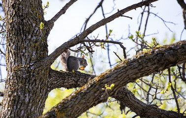 écureuil en train de manger perché sur un arbre à la lumière du soleil