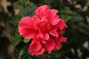 The red colored flower that is offered to Goddess Mata