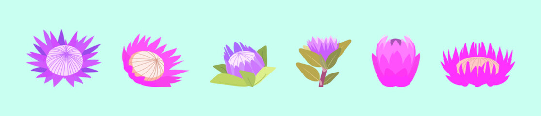 set of protea flower cartoon icon design template with various models. vector illustration isolated on blue background