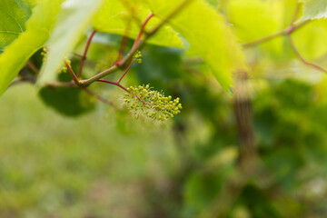 Petite vigne en train de grandir à l'ombre du feuillage
