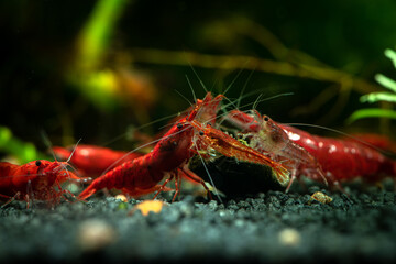 Red neocaridina shrimp fire pet aquarium freshwater nature macro