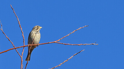 Strillozzo, uccello posato sui rami di un albero in inverno