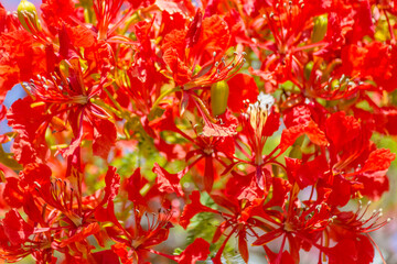 Fond fleurs rouges de flamboyant 