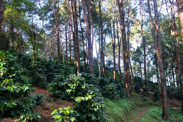 Tea plantation and the terraced hills at Wang Put Tan Tea Plantation,Doi Mae Salong,Chiang Rai province,Northern Thailand.
