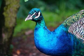 Beautiful peafowl. Portrait of a peacock with feathers 