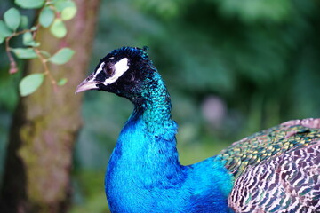 Fototapeta premium Piękny paw. Portret pawia z piórami 