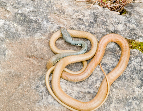 slender whip snake, platyceps najadum