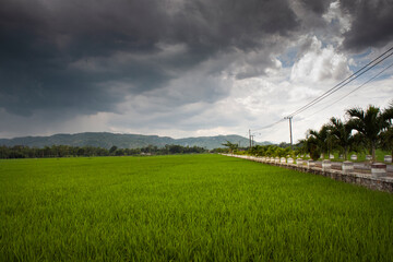 view of the fields with the road on the right that crosses the field area