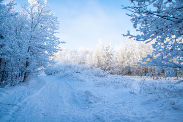 winter forest in the snow