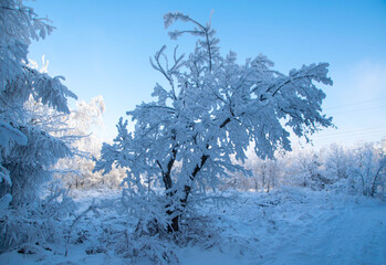 winter landscape with trees