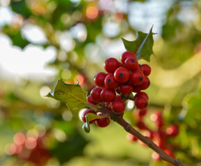 Grappe de baies rouges