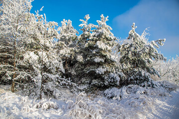 snow covered pine tree